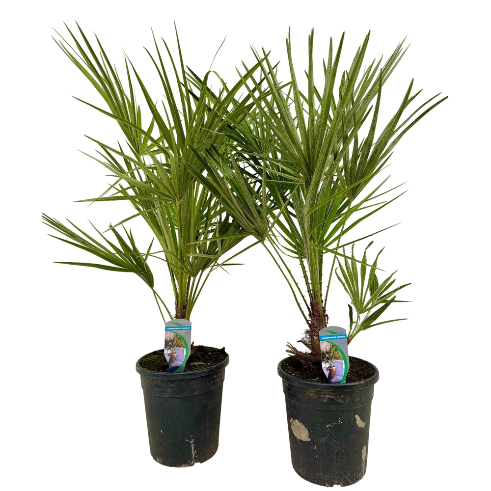 Chamaerops humilis P21.
