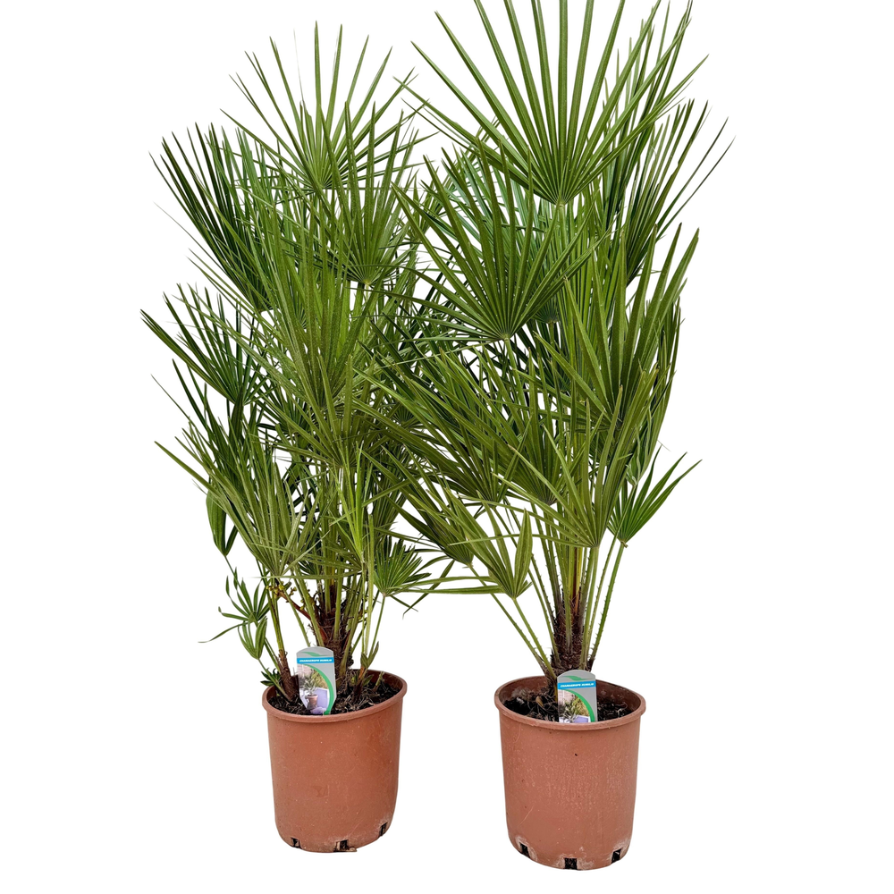 Chamaerops humilis P24.