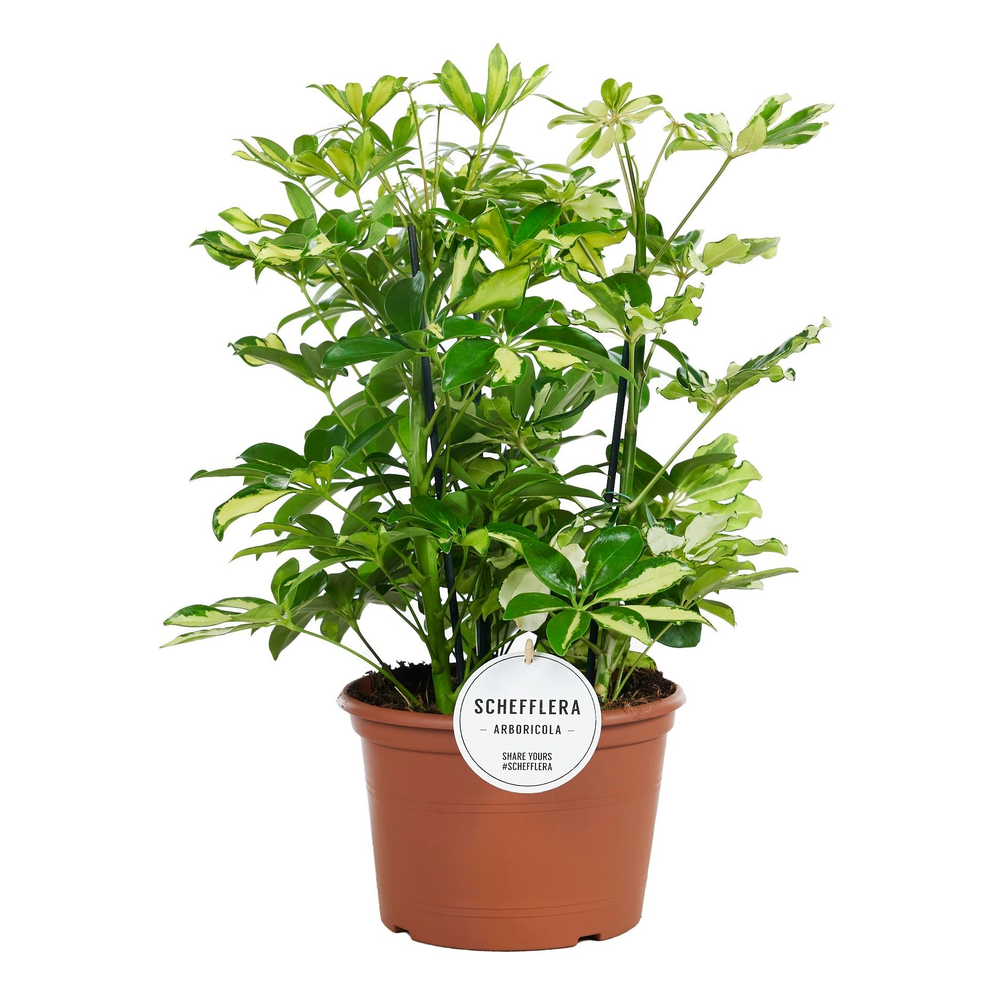 Schefflera Carnaval Toef.