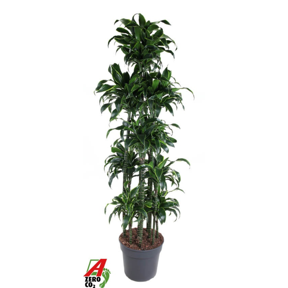 Dracaena Dorado 150-carrousel.