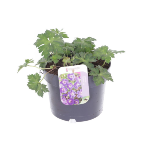 Geranium Rozanne.