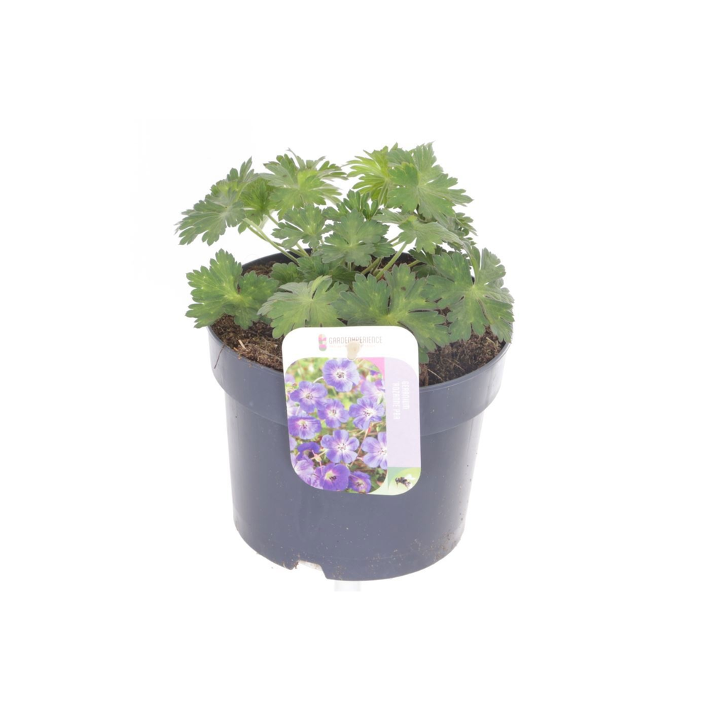 Geranium Rozanne.