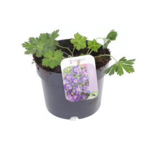 Geranium Rozanne.