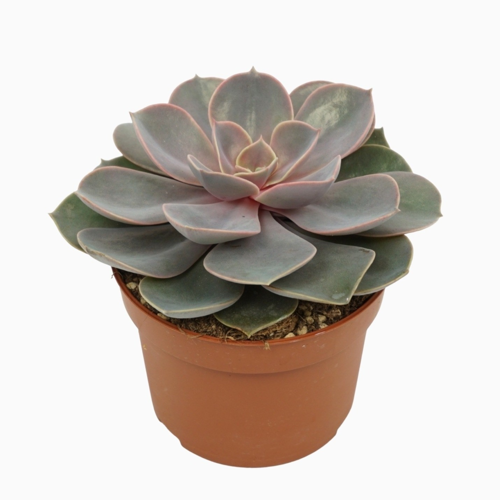 Echeveria pearl van neurenberg 10,5 cm.