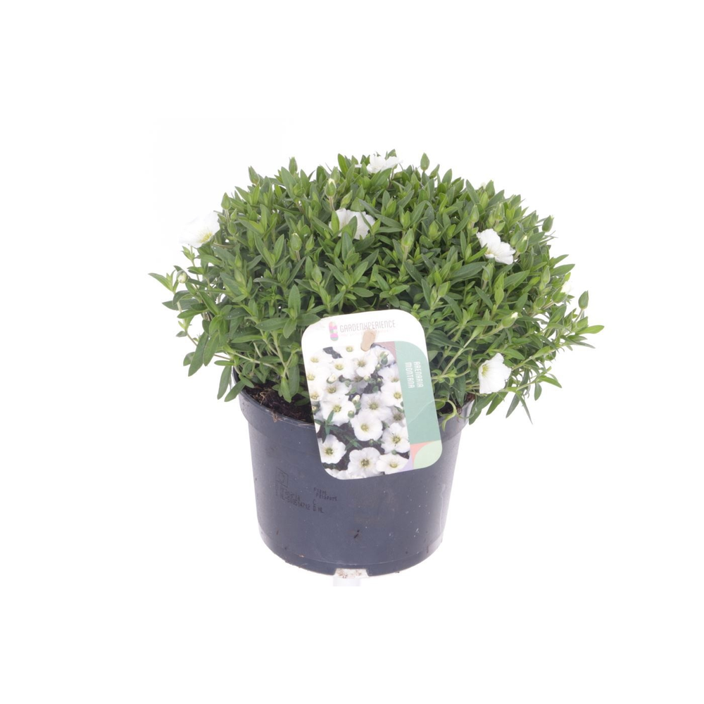 Arenaria montana.
