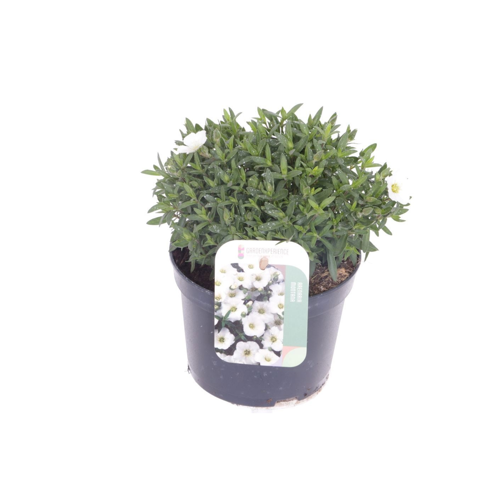 Arenaria montana.