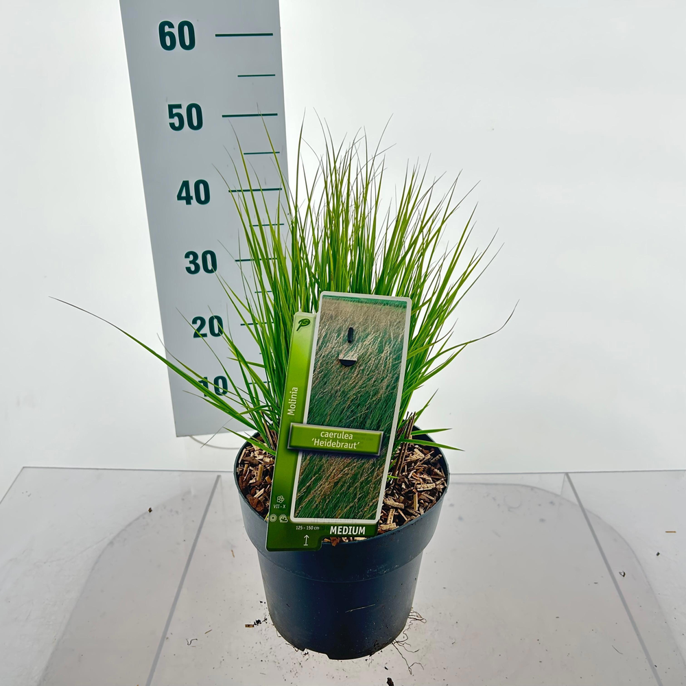 Molinia caerulea 'Heidebraut'.