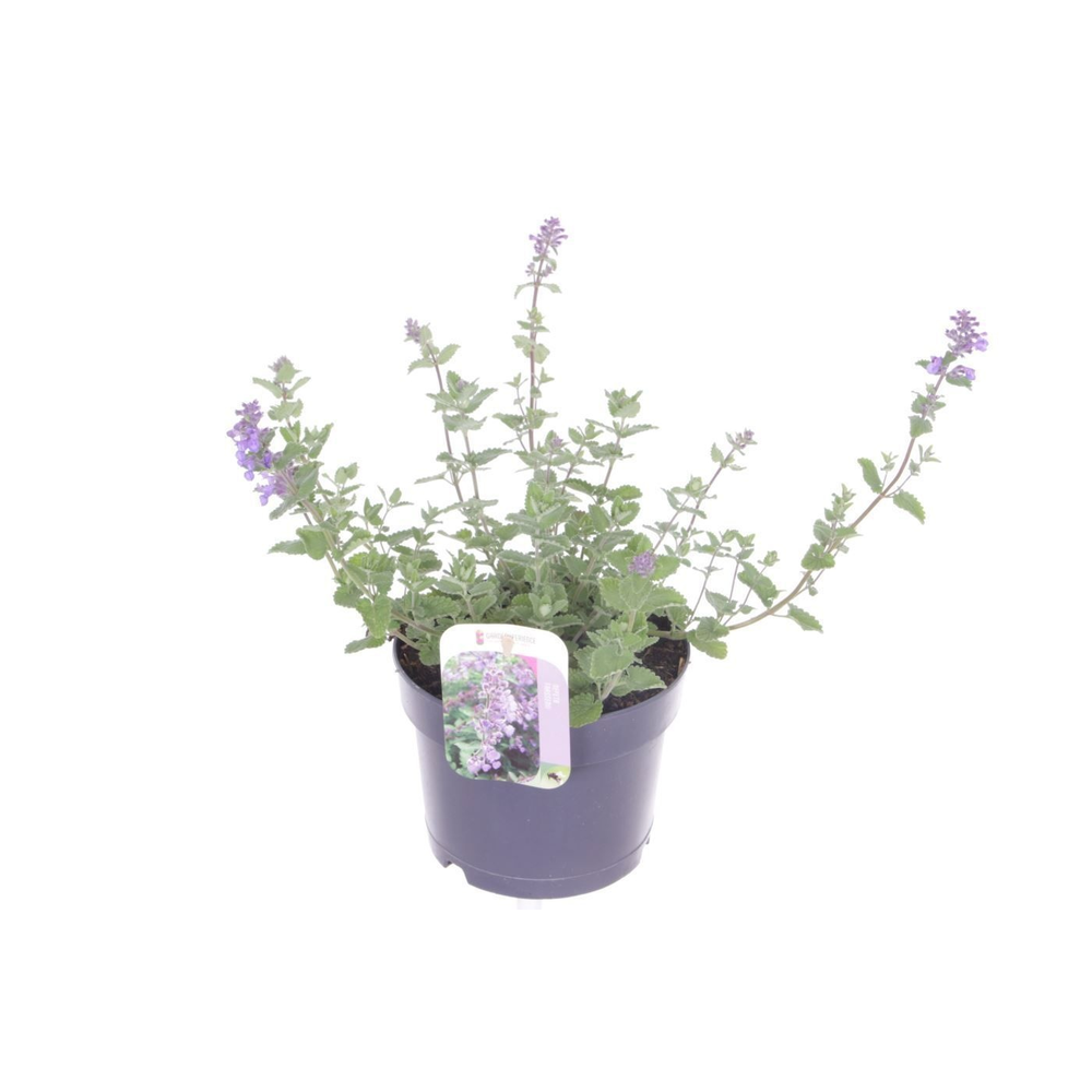 Nepeta faassenii Six Hills Giant.