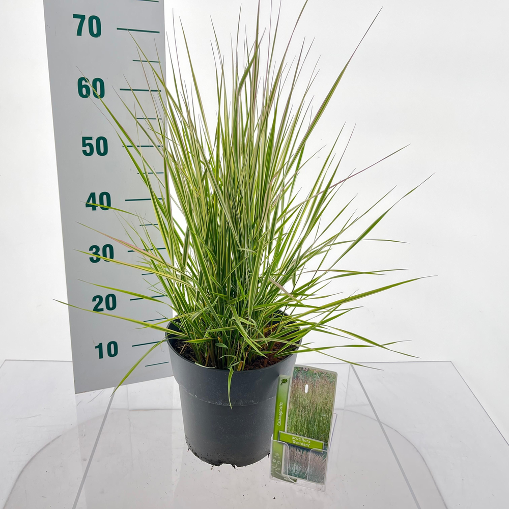 Calamagrostis acutiflora 'Overdam'.