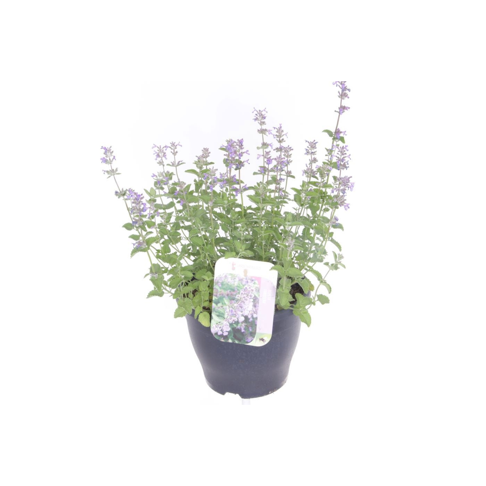 Nepeta faassenii.