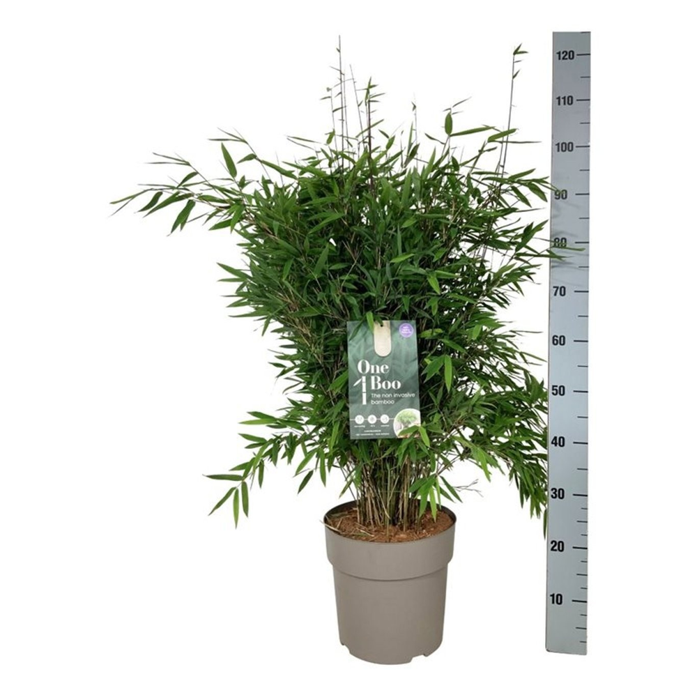 Fargesia nitida 'Gansu 95/2'.
