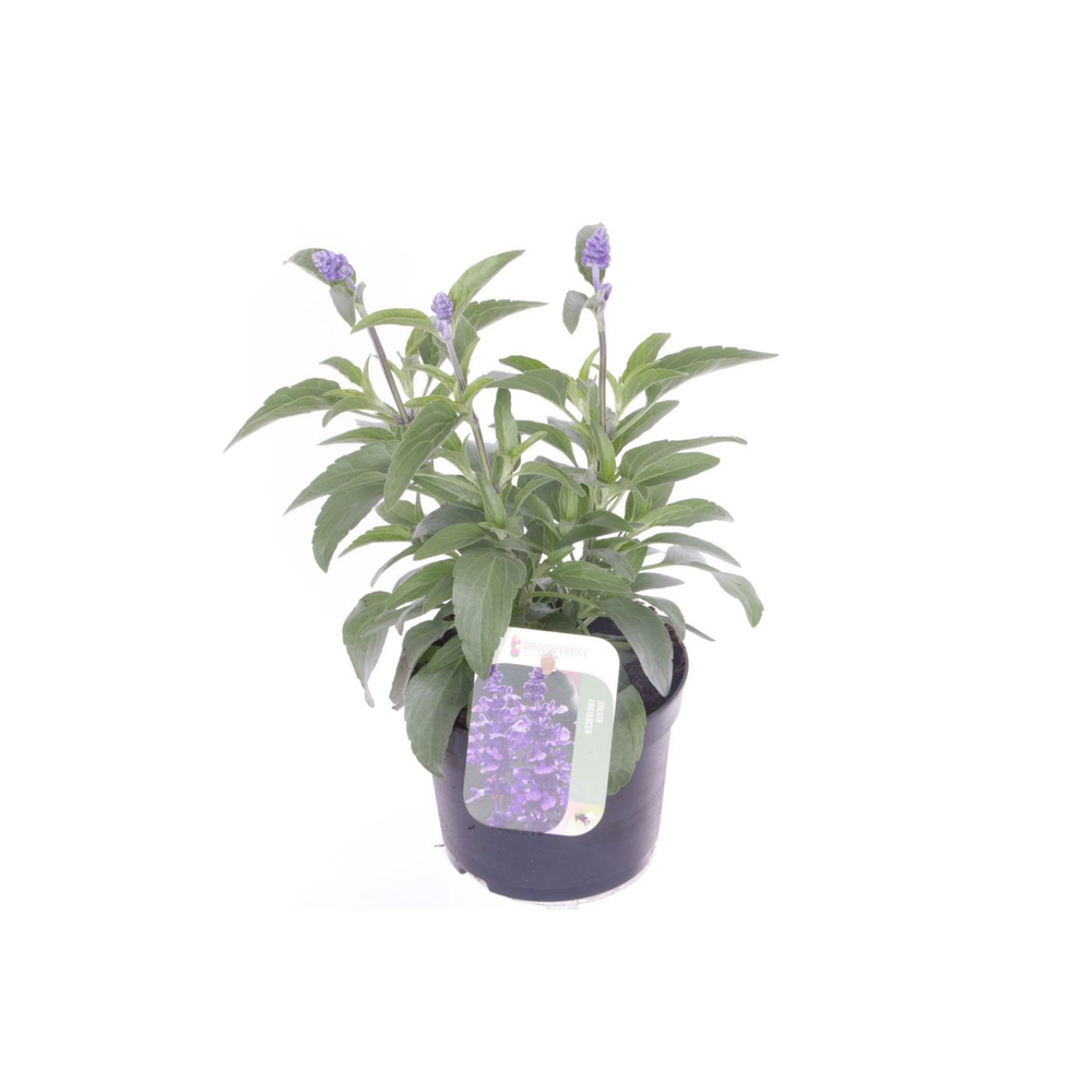 Salvia farinacea.