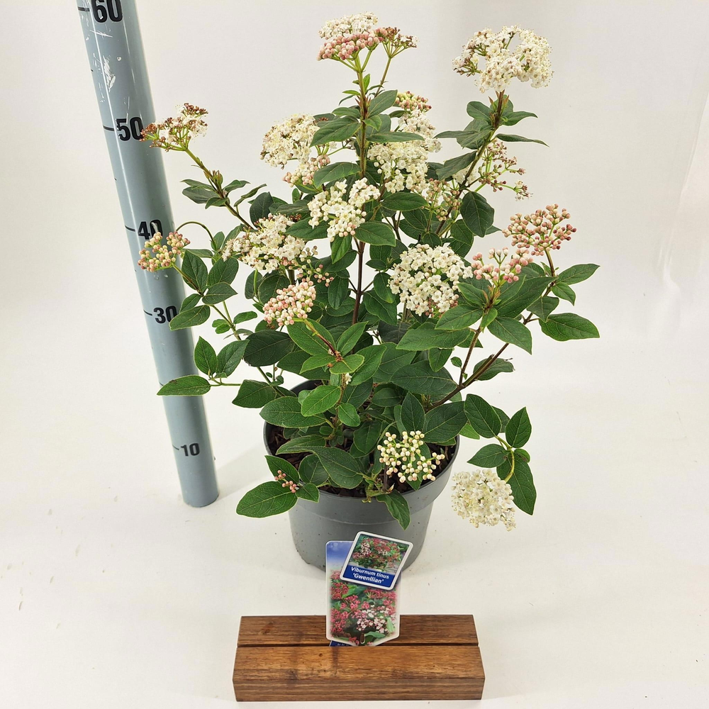 Viburnum tinus ‘Gwenllian’.