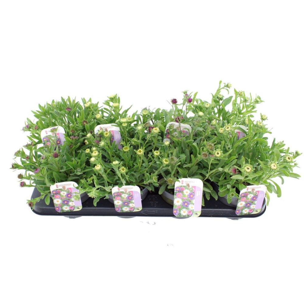 Aster alpinus mix.