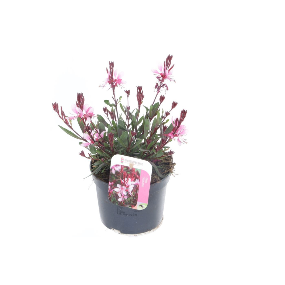 Gaura lind. Gaudi Rose.