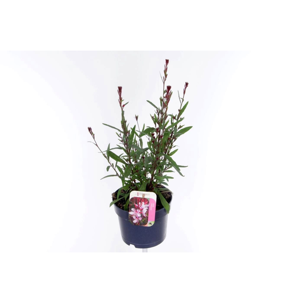 Gaura lind. Geyser Pink.