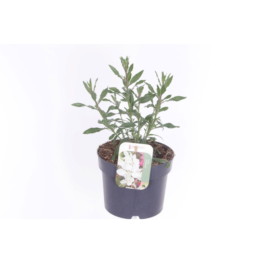 Gaura lind. Geyser White.