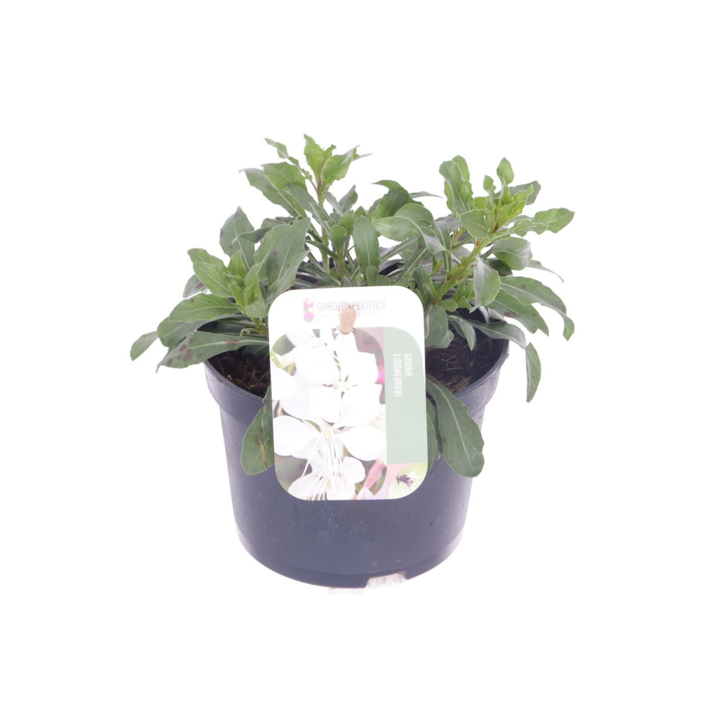Gaura lind. Gaudi White.