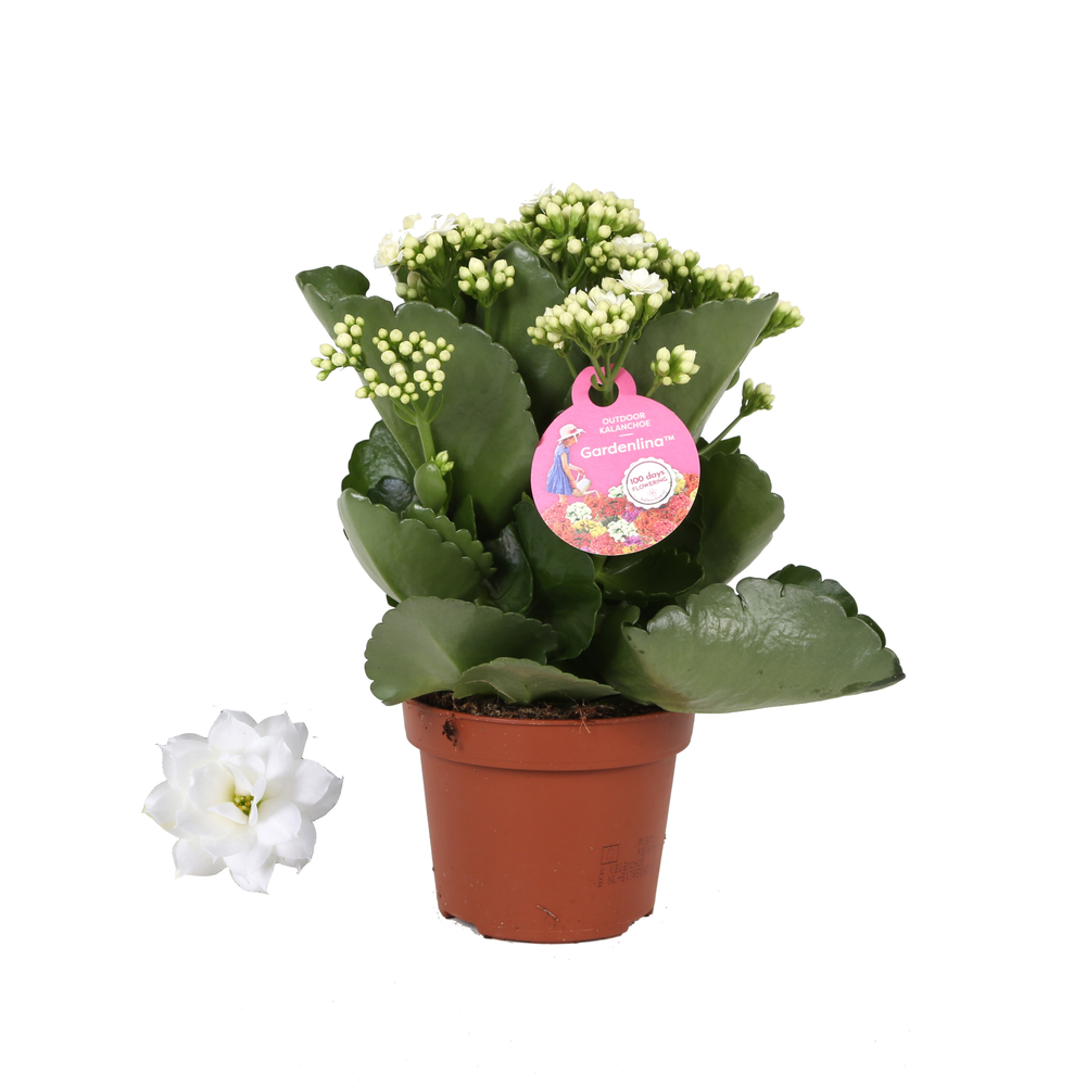 GRDN 12 WIT - Kalanchoe Gardenlina 12cm wit.
