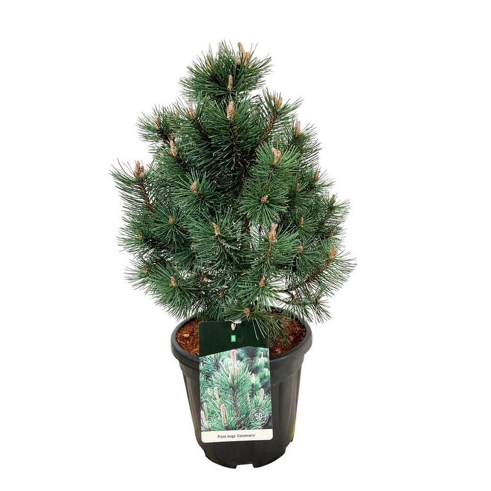 Pinus mugo 'Columnaris'.