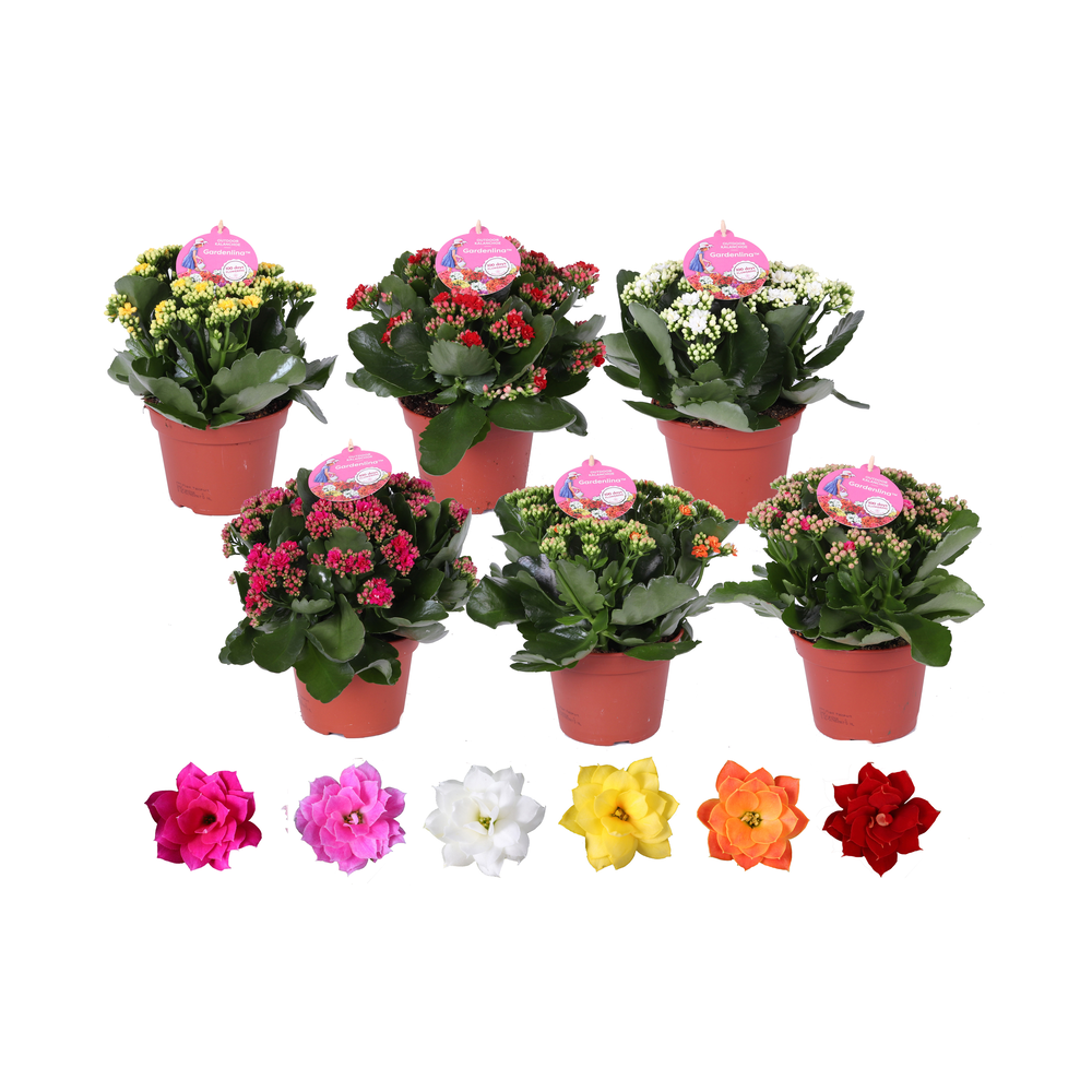 Grdn 15 MIX - Kalanchoe Gardenlina mix 15cm.