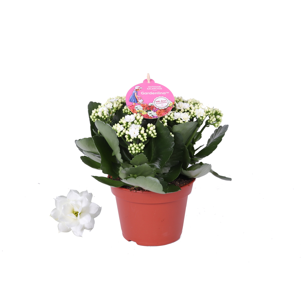 Grdn 15 WIT - Kalanchoe Gardenlina wit 15cm.