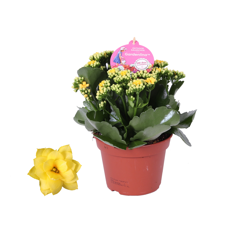 Grdn 15 GEEL - Kalanchoe Gardenlina geel 15cm.
