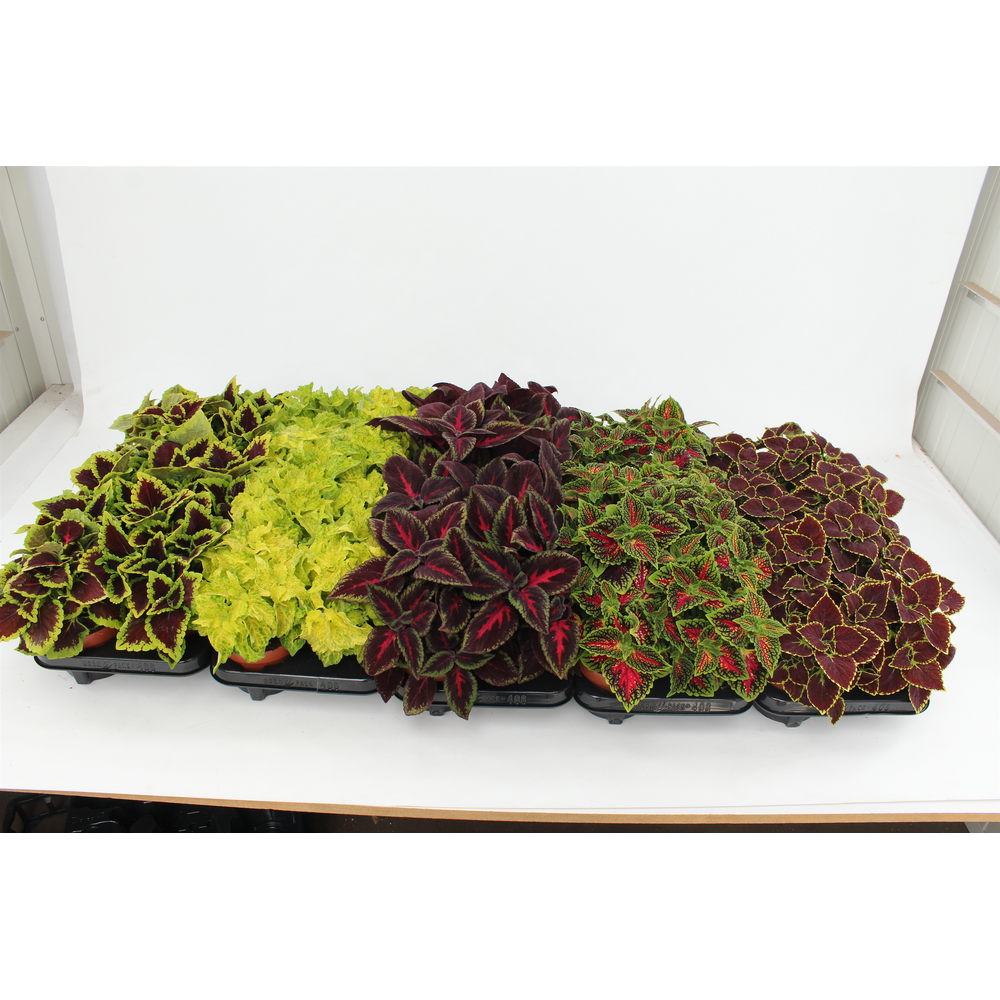 Coleus Mainstreet Mixlayer.