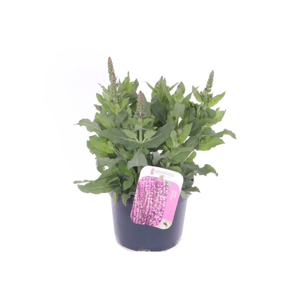 Salvia nemorosa Sensation Rose.