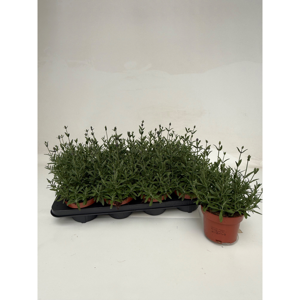 Lavandula Ang. Blue.