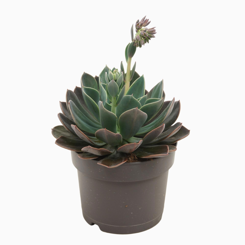 Echeveria blue prince 17 cm bloeiend met etiket.