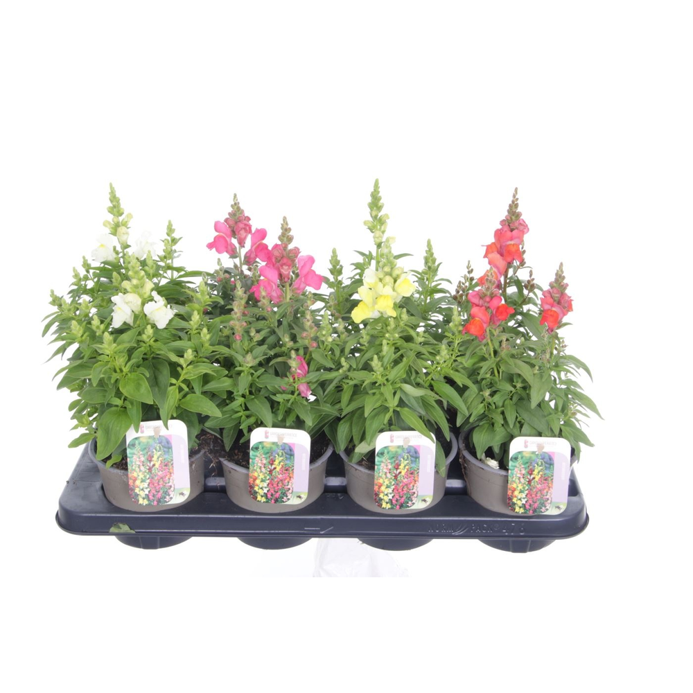 Antirrhinum majus mix.
