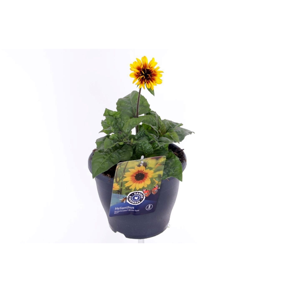 Helianthus Sunbelievable Bro.