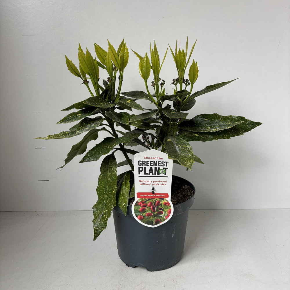 Aucuba japonica 'Variegata'.