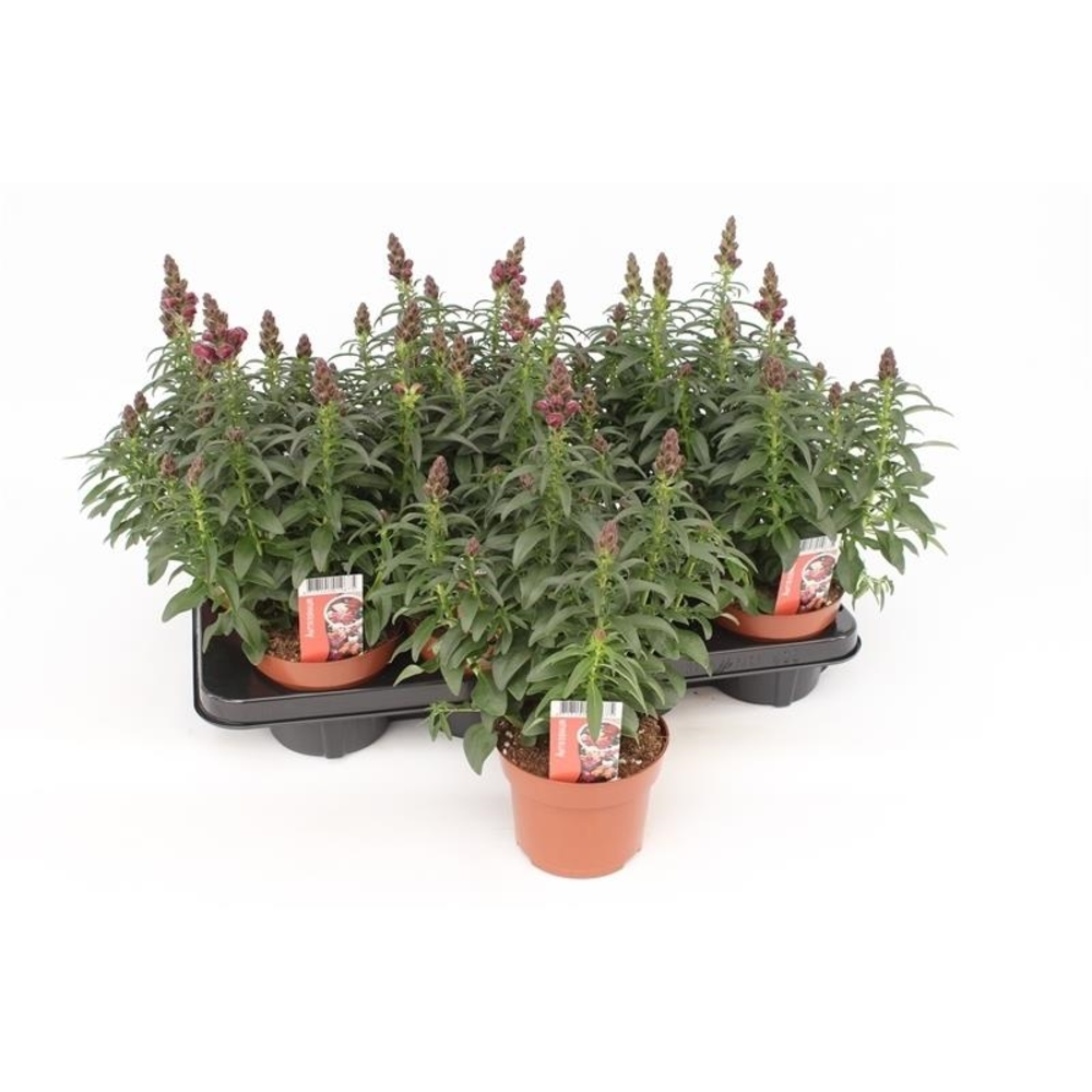 Antirrhinum Majus Red.
