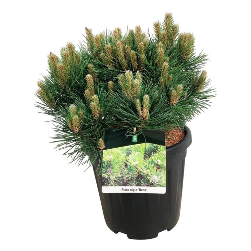 Pinus nigra 'Nana'.