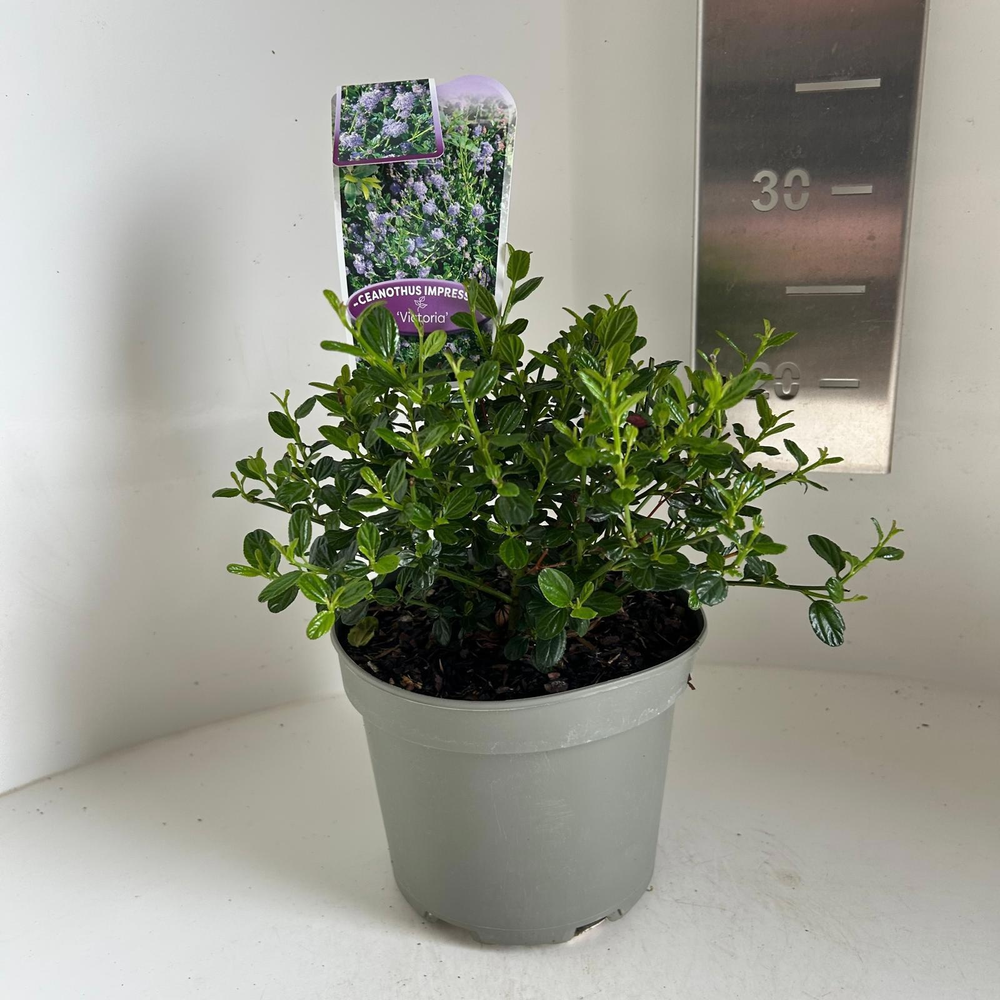 Ceanothus impressus 'Victoria'.