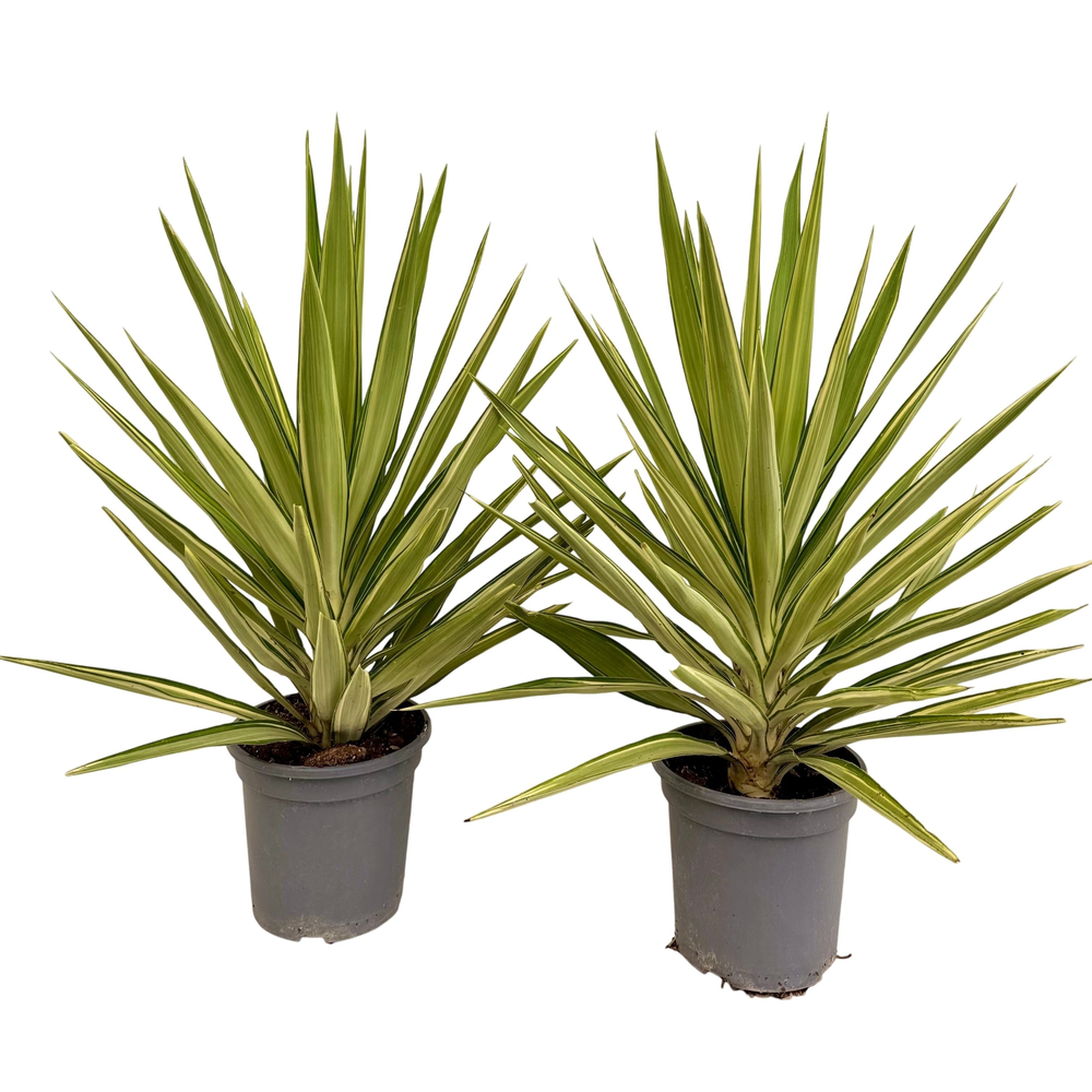 Yucca jewel P21.