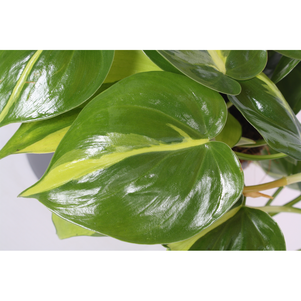 Philodendron scandens 'Brasil'.