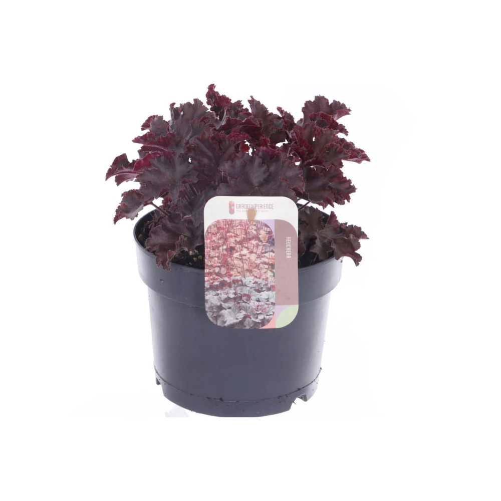 Heuchera Melting Fire.