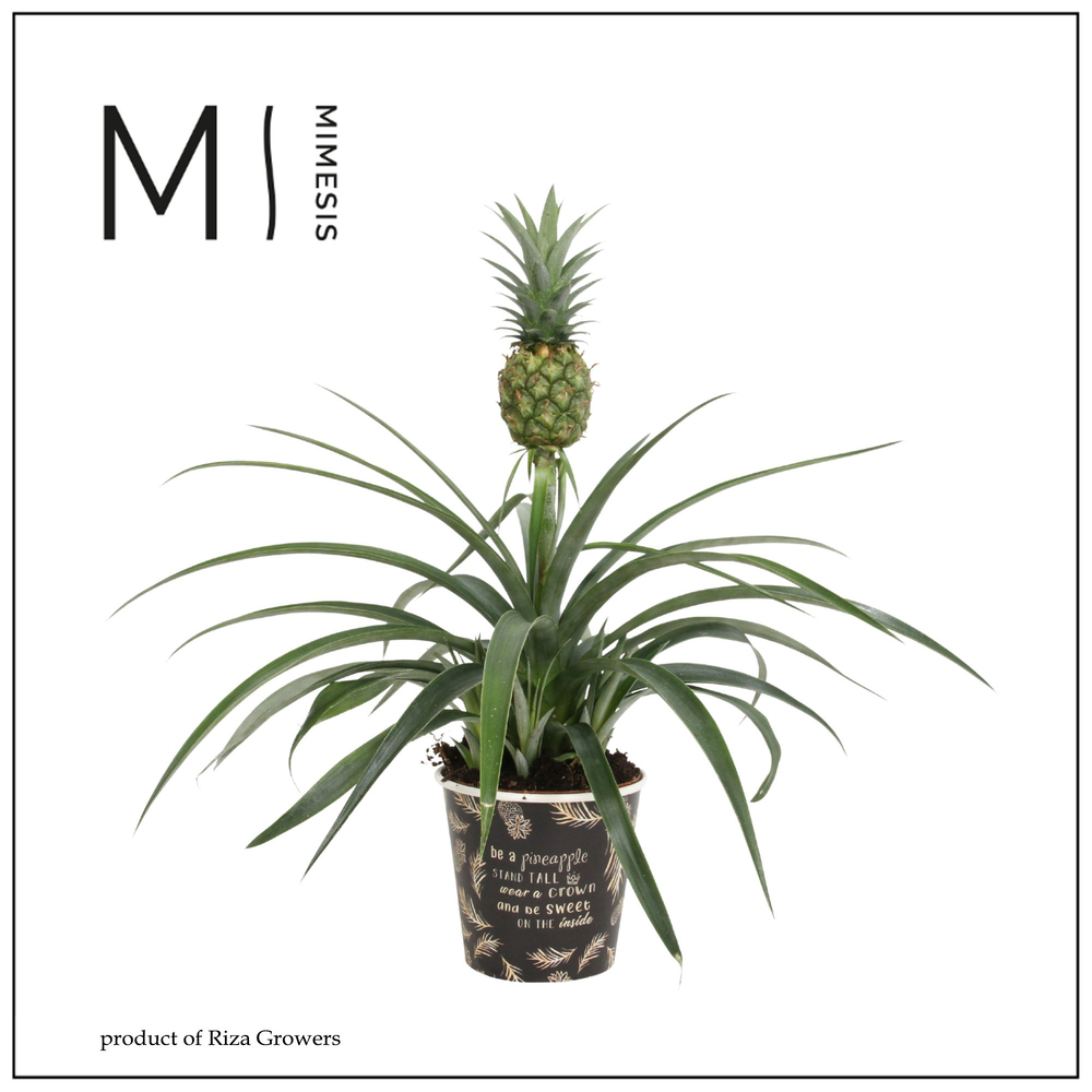 Ananas Mi Amigo Potcover Vitoria.