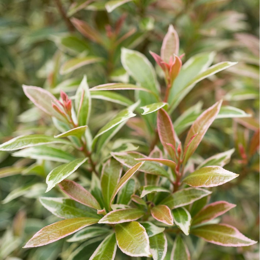 Pieris jap. ‘Little Heath’.