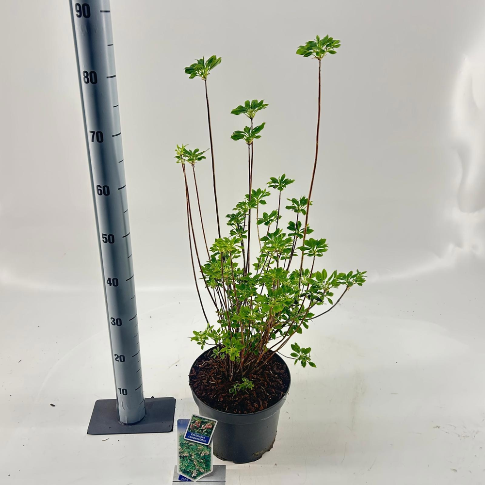 Enkianthus campanulatus.