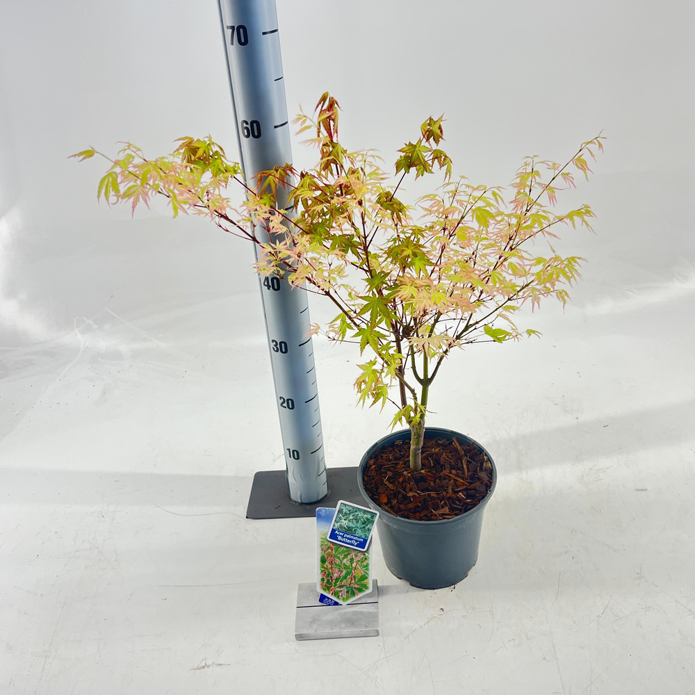 Acer pal. 'Butterfly'.