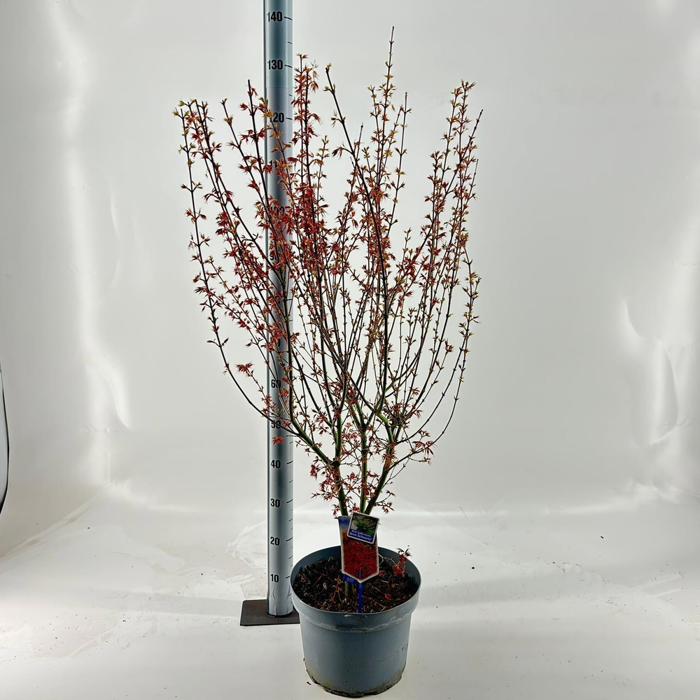 Acer pal. 'Jerre Schwartz'.