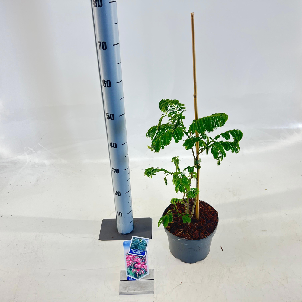 Albizia julibrissin Ombrella® ('Boubri'PBR).