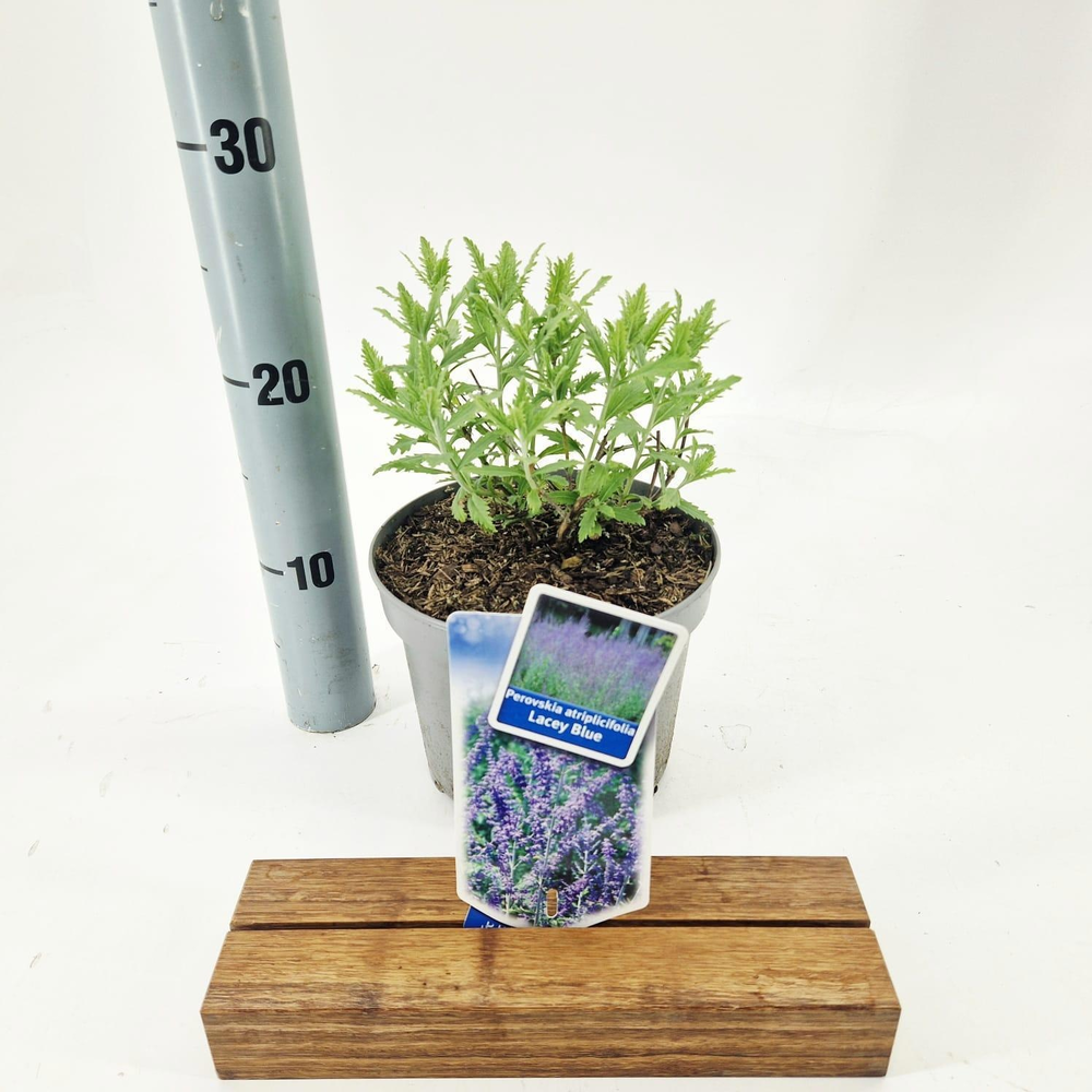 Perovskia atriplicifolia Lacey Blue ('Lisslitt'PBR.