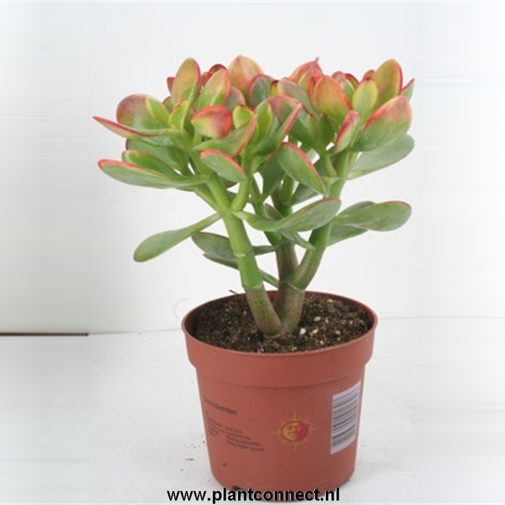Crassula Sunset12 cm.