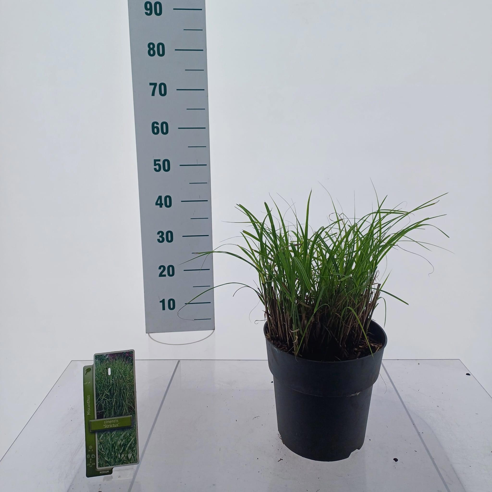 Miscanthus sin. 'Strictus'.