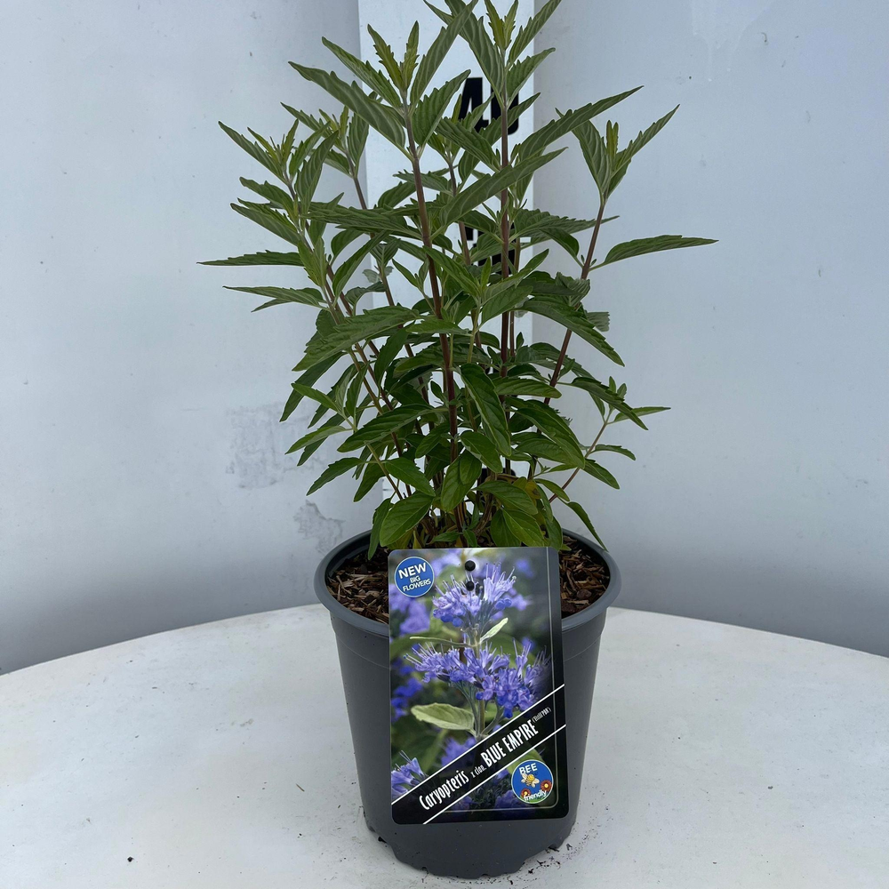 Caryopteris cland. Blue Empire ('Elst33'PBR).